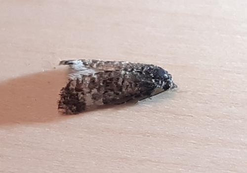 Réf. 299 649 : Hysterophora maculosana